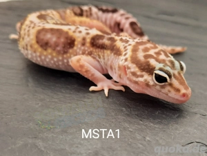 Leopardgecko Super Hypo Tangerine,  High Yellow, Mack Snow Tremper Albino 