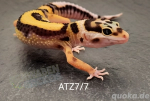 Leopardgecko Super Hypo Tangerine,  High Yellow, Mack Snow Tremper Albino 