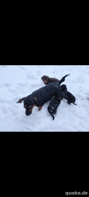 Chihuahua Zwergdackel Mix Bild 5