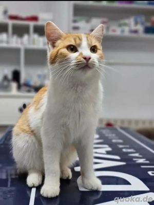 Pixel Dankbarer Kater sucht seine kuschelige Familie 