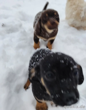 Chihuahua Zwergdackel Mix