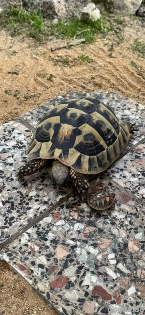 Griechische Landschildkröten - Nachzuchten 