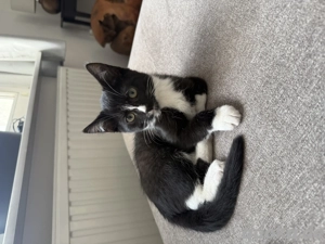 Junge Katze ( 14 Wochen )