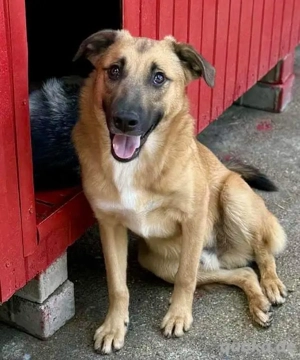 Katzenfreundlicher, lebensfroher Junghund Loyd