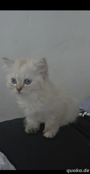Süßes Perser-Baby (weiblich) sucht ein neues liebevolles Zuhause!Hallo liebe Katzenfreunde!  X  Unse