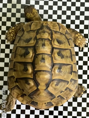 Griechische Landschildkröten - Testudo Hermanni Boettgerie
