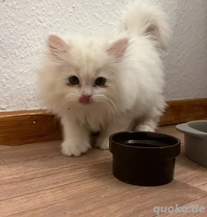 Liebevolle weibliche Perser Katze