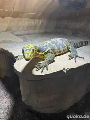 Varanus Cumingi 0.1. DNZ 2023