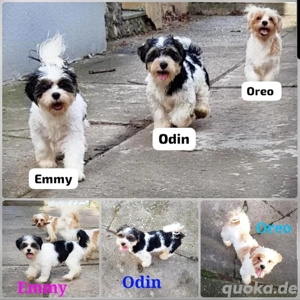 Shih-Tzu Golddust Yorkshire Terrier Welpen suchen ihr Traumzuhause! 