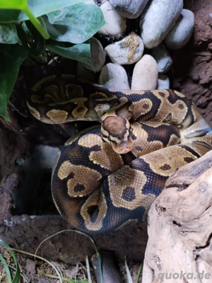 Köpy, Weiblich (Yellowbelly) mit Terrarium abzugeben