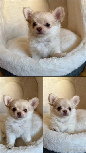 Wunderschöne langhaar Chihuahua Welpen Rüden abgabebereit