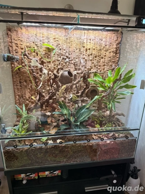 Terrarium mit 2 Kronengeckos & kompletter Technik 