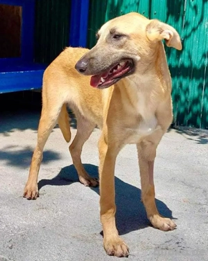 Katzenfreundliche, sanfte Junghündin Ivi