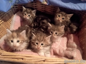 hübsche norwegische Waldkatze Kitten abzugeben!