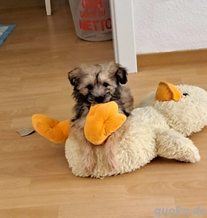 Pudel Mix Welpe | Havapoo 