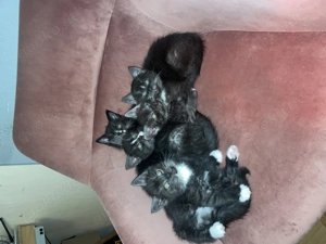 Britisch-Kurzhaar x Maine-Coon Kitten