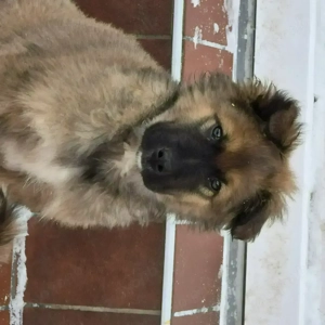 Australian shepherd und Belgischer Schäferhund Mischlinge 