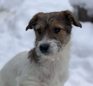 BRODIE - ist bereit für Abenteuer (wartet in Rumänien)