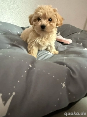        Maltipoo Welpen zu verkaufen   liebevoll aufgezogen   