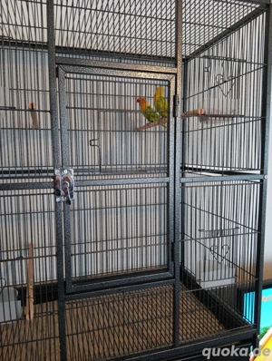 ein Pärchen pfirsichköpfe