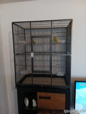 ein Pärchen pfirsichköpfe Bild 2