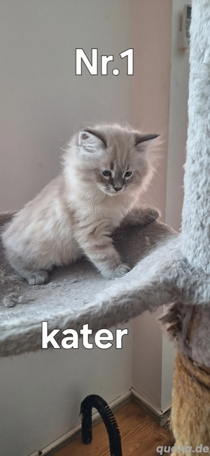 Neva Masquarade Sibirische Waldkatzen Kitten zu verkaufen