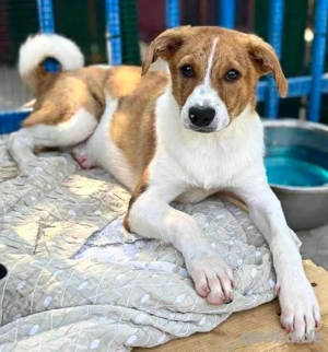 Freundlicher, lebensfroher Junghund Jari