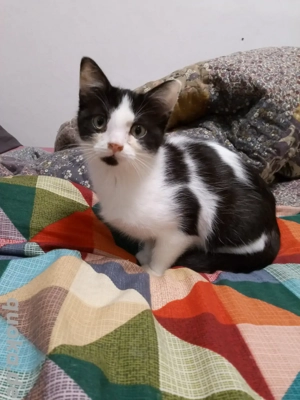 BKH Britisch Kurzhaar Kitten