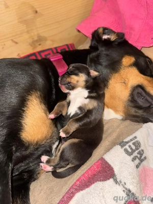 Welpen Labrador Rottweiler Mischlinge 