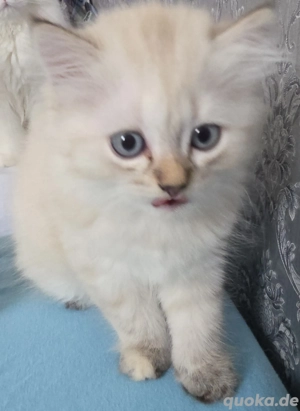 Süßes Perser-Baby (weiblich) sucht ein neues liebevolles Zuhause!Hallo liebe Katzenfreunde!  X  Unse