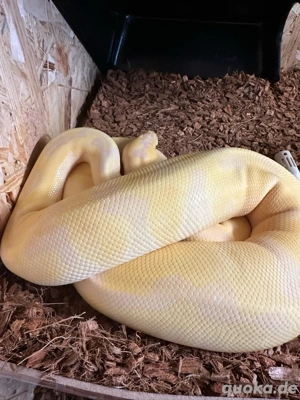 0.1 Königspython ( Superbanana Enchi Pastel pos .....