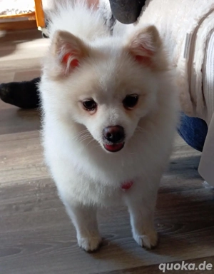 Wunderschöner Reinrassiger Zwergspitz Rüde 