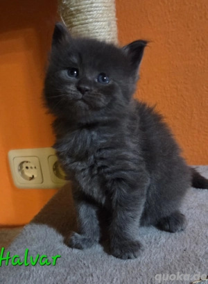 Maine Coon Kater, seltene Farben