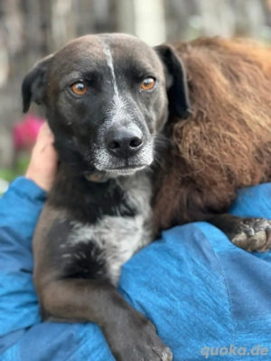 Gencho und seine Brüder auf der suche nach einem warmen Platz