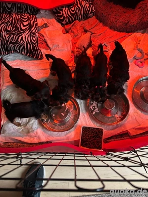 Yorkshire Terrier Welpe