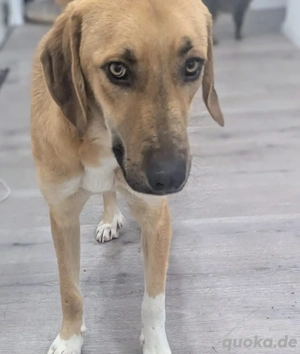 freundlicher Pflegehund Pluto  GoGo sucht grösseres Körbchen 