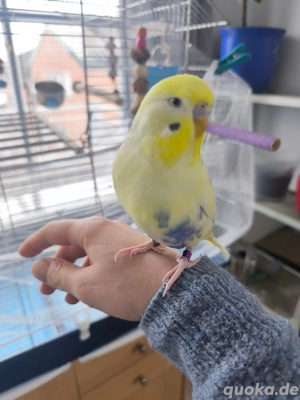 Zwei Wellensittich-Jungs suchen ein liebevolles Zuhause