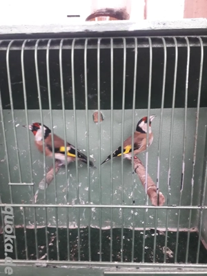 europäische Stieglitze 