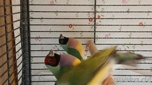 Gouldamadinen abzugeben.