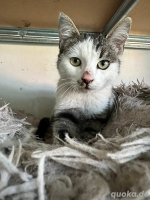 Moritz wünscht sich ein Kuschelhöhle 