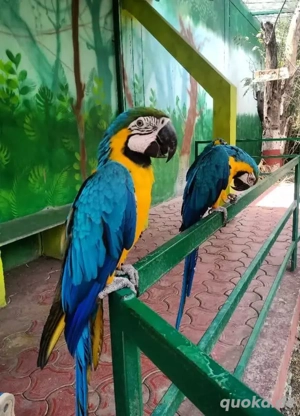 Gelbbrustara Papageien -Paar (Ara ararauna) mit DNA & Herkunftsnachweis 