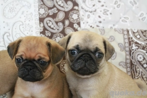 Wunderschöne Mops Welpen (alle männlich) zu verkaufen