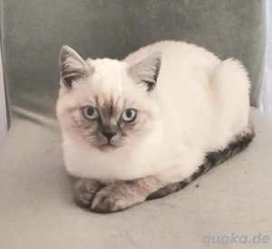 Süße BKH blau point  junge Kätzchen