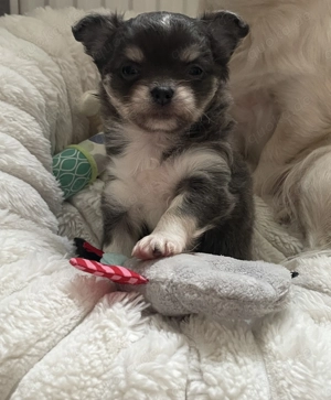 Süße Blue Tan LH Welpe Hündin sucht ihre Familie 