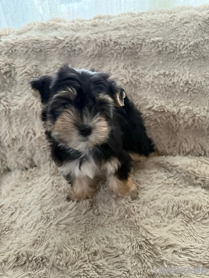 yorkshire terrier Welpen 2 mädels 