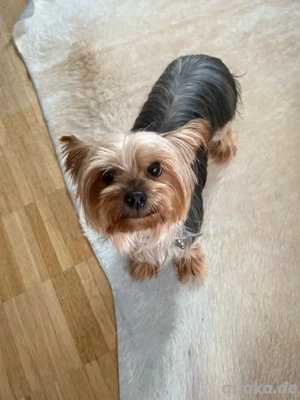 2 yorkshire terrier welpen ausziehbereit