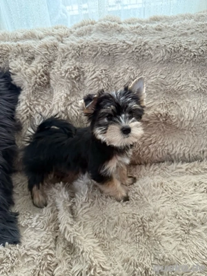 2 yorkshire terrier welpen ausziehbereit