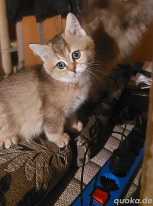 3 Süße Kitten in guten Händen abzugeben