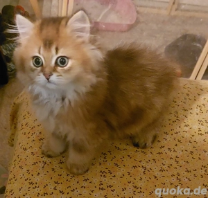 3 Süße Kitten in guten Händen abzugeben