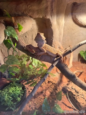 Männliche bartagame